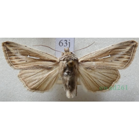 Mythimna l-album (Linnaeus, 1767) Piętnówka leica Czech63j